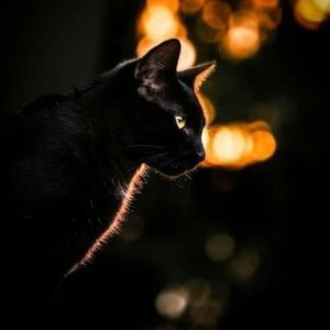 Meet your Posher, Inna